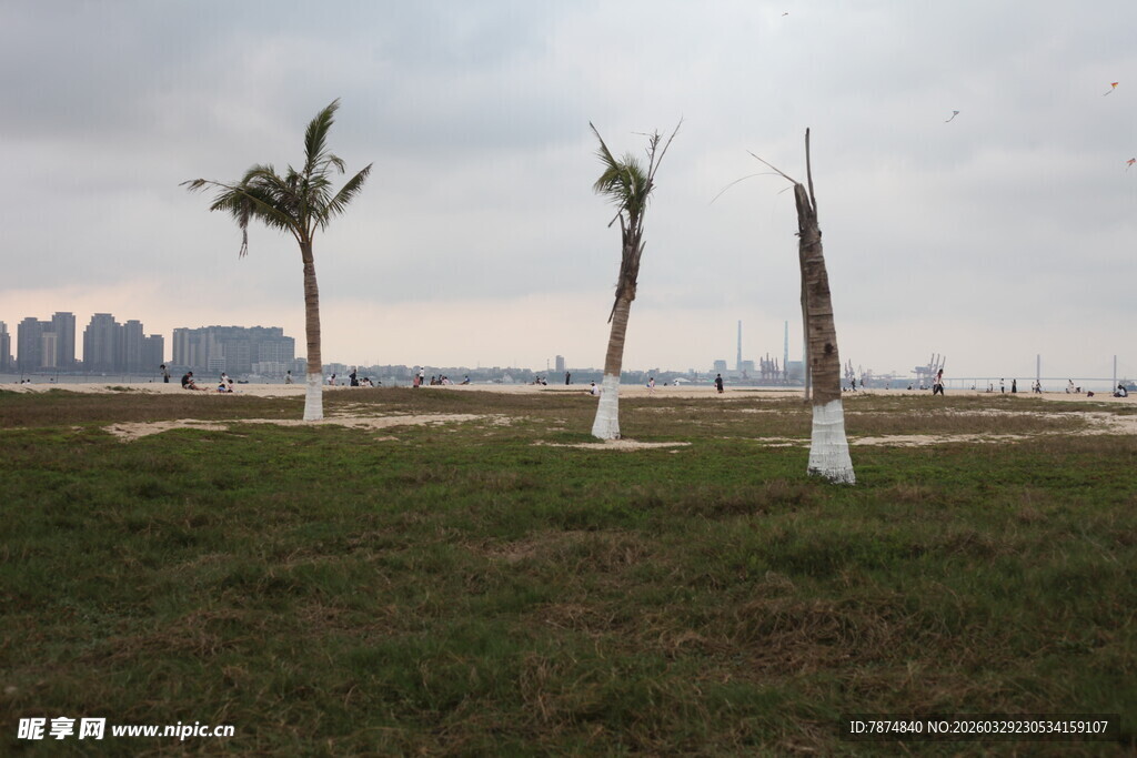 湛江草地边的几棵挺拔棕榈树