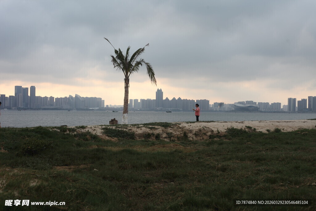 湛江海边孤树与远处城市景观