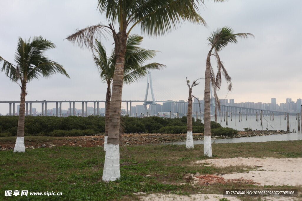 湛江海边椰树与远处桥梁风景