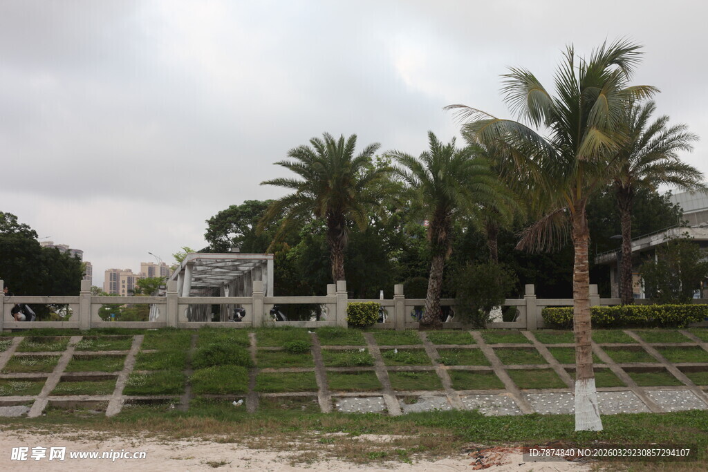 湛江热带风光中的棕榈树景观