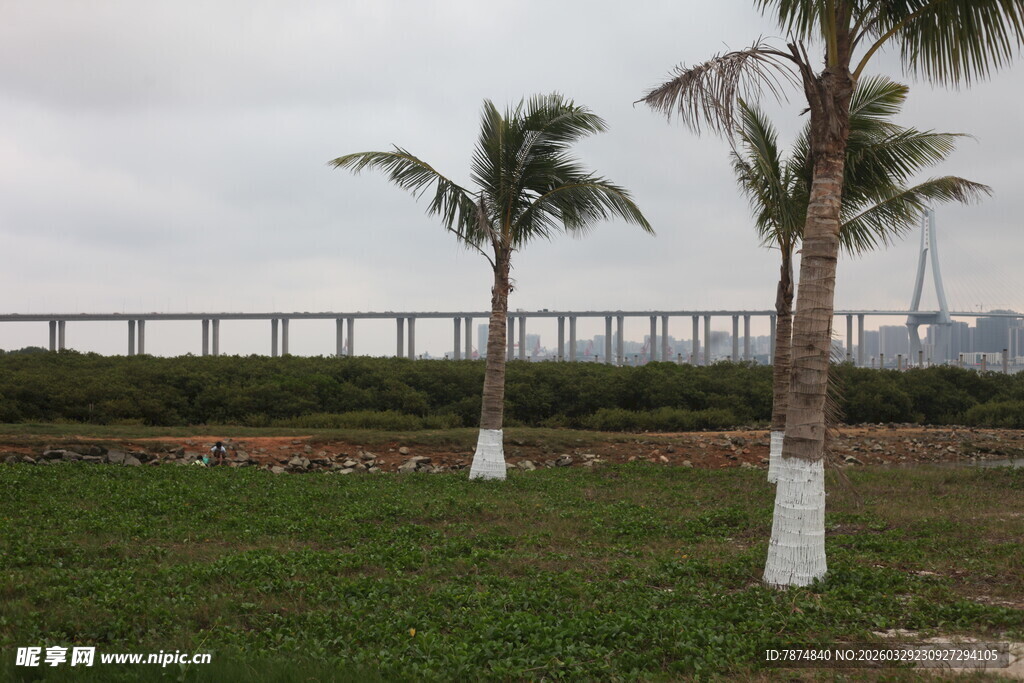 湛江草地旁的棕榈树与远处桥梁