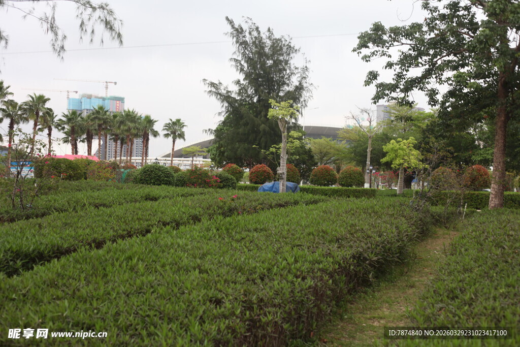 湛江绿意盎然的茶园景观