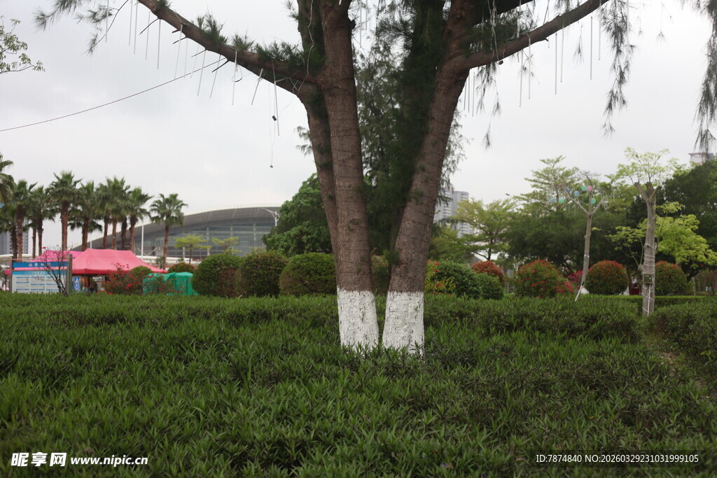 湛江公园中葱郁树木与绿植景观