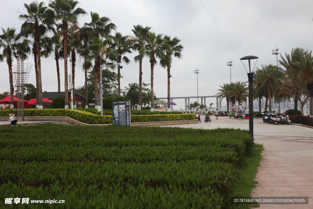 湛江海滨步道旁的棕榈树景观