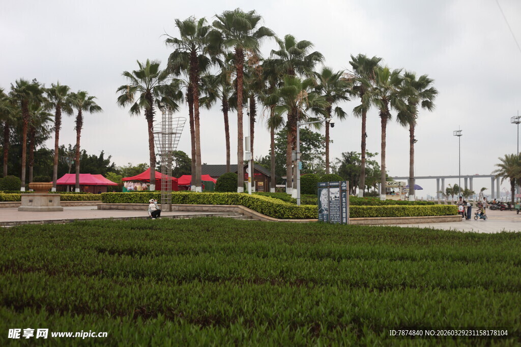 湛江海滨草地与高大棕榈树景观