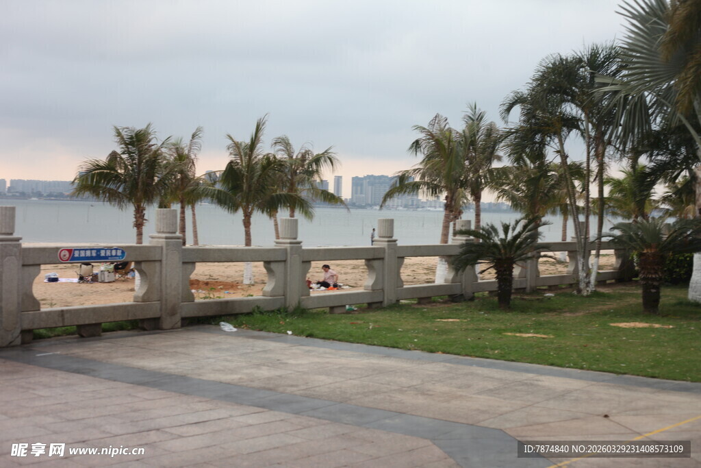 湛江海滨步道旁的葱郁棕榈树