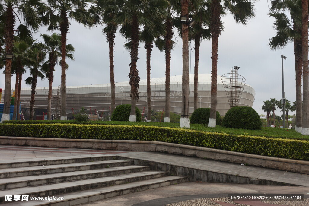 湛江广场上的棕榈树景观