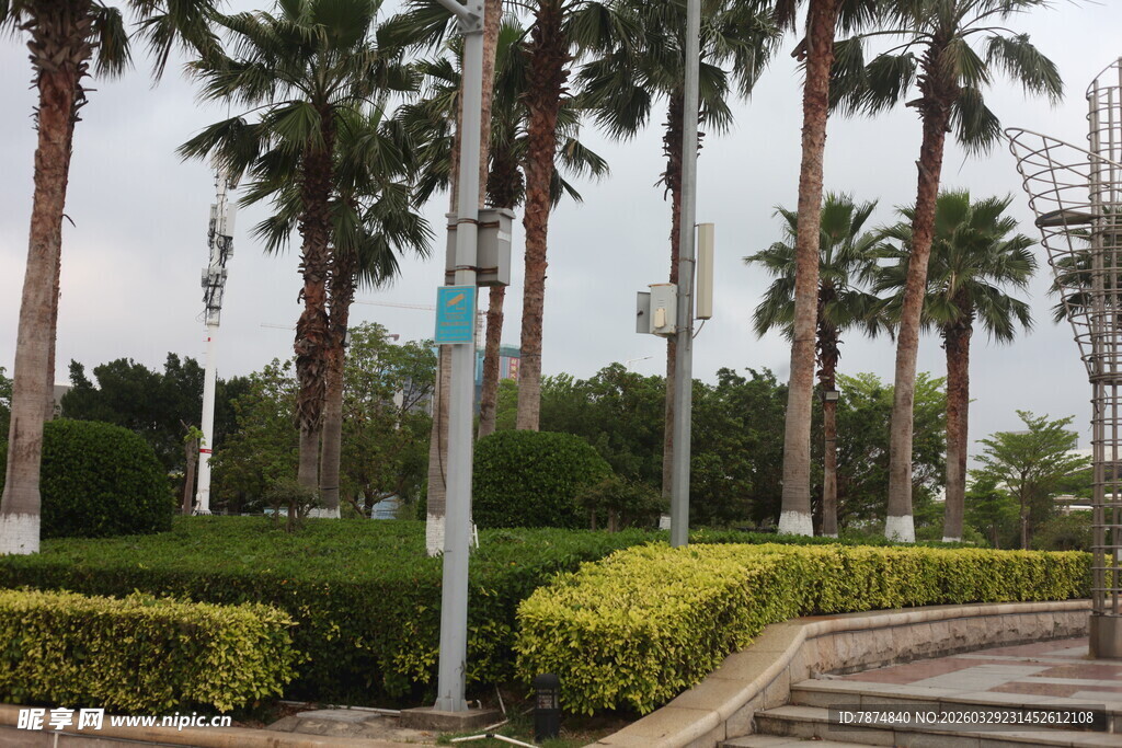 湛江城市中的棕榈树与绿植景观