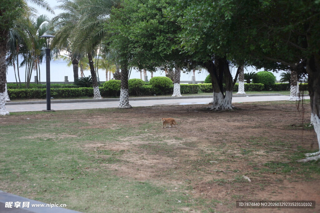 湛江公园内的绿树与开阔草地