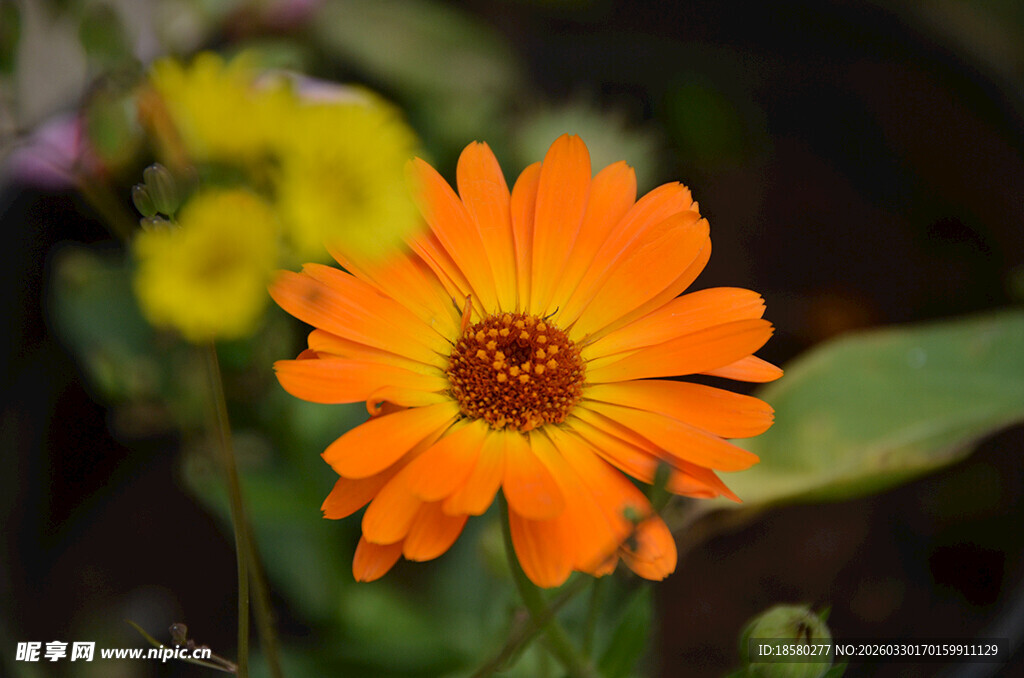 蓝目菊金盏菊橙色花朵特写