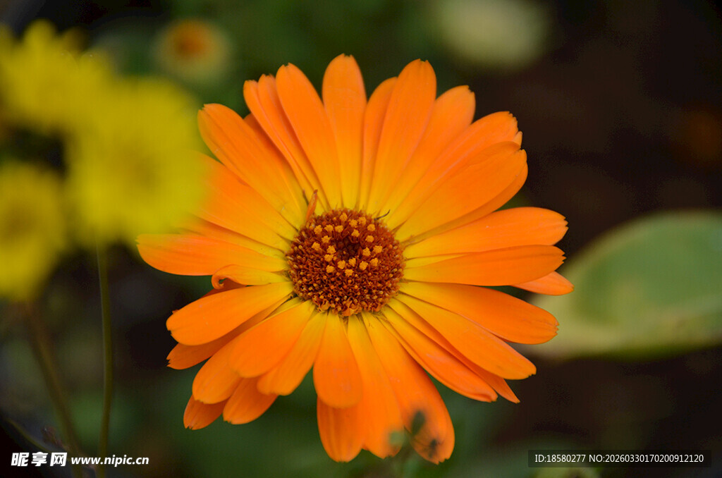 蓝目菊金盏菊橙色雏菊特写