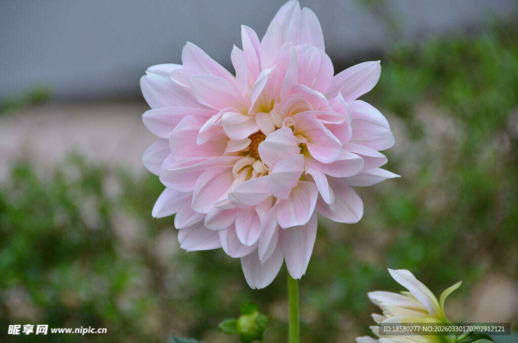 粉色大丽花特写