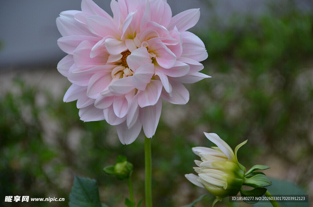 粉色大丽花绽放