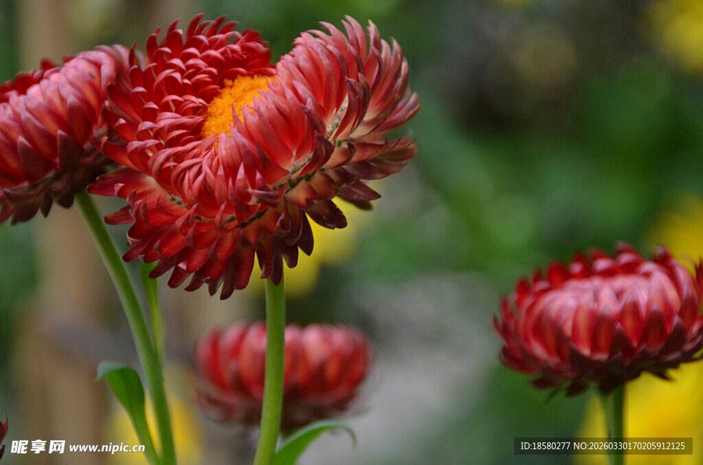 艳丽红色麦秆菊雏菊绽放
