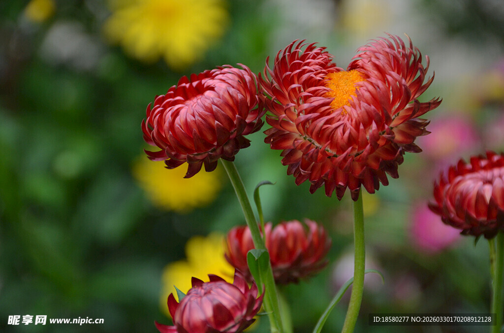 艳丽麦秆菊绽放