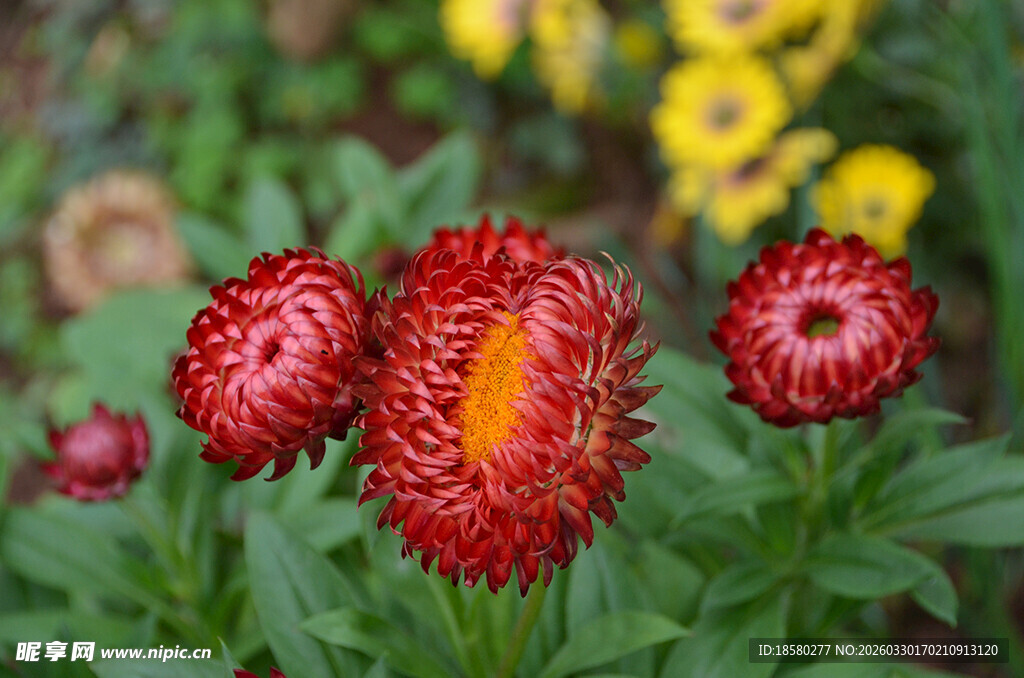 麦秆菊鲜艳红色花朵绽放