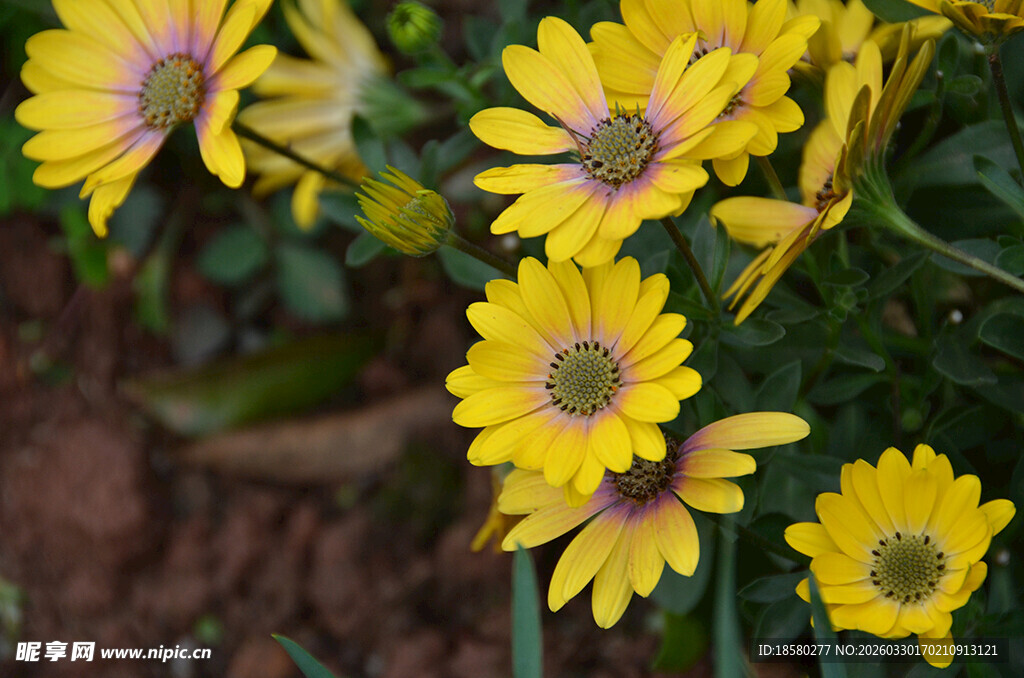 蓝目菊黄色雏菊绽放生机