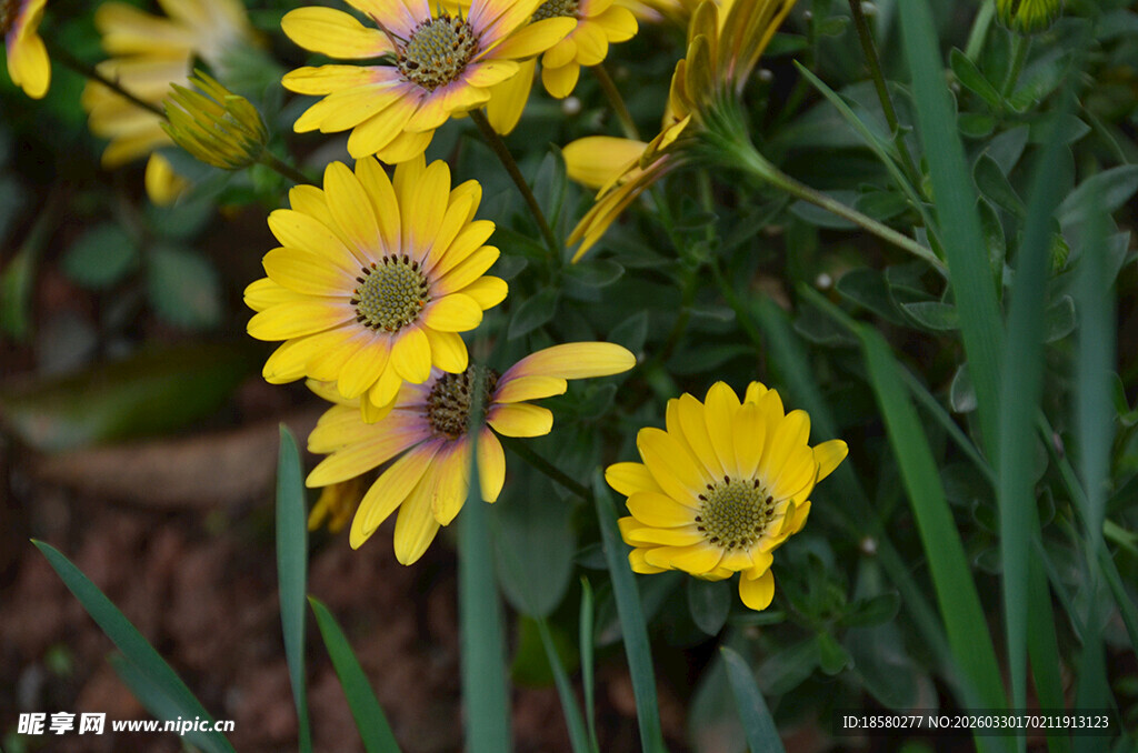 蓝目菊黄色小花绽放于绿叶间