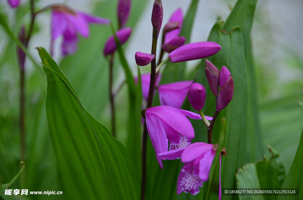 紫花绿叶间的美丽白及绽放