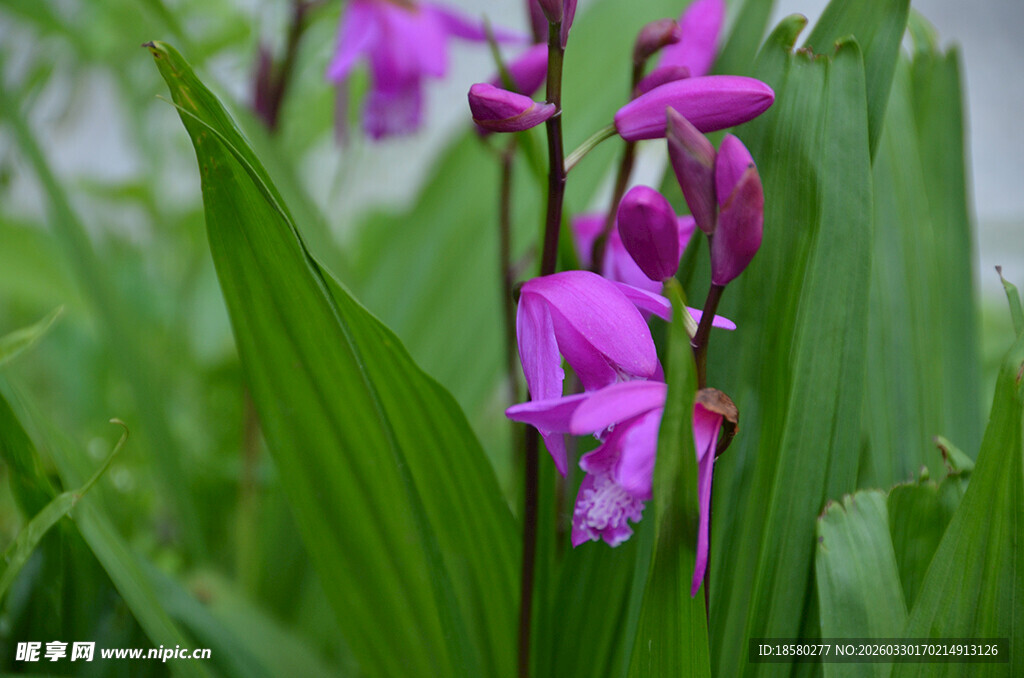 紫色白及绶草绽放绿意间
