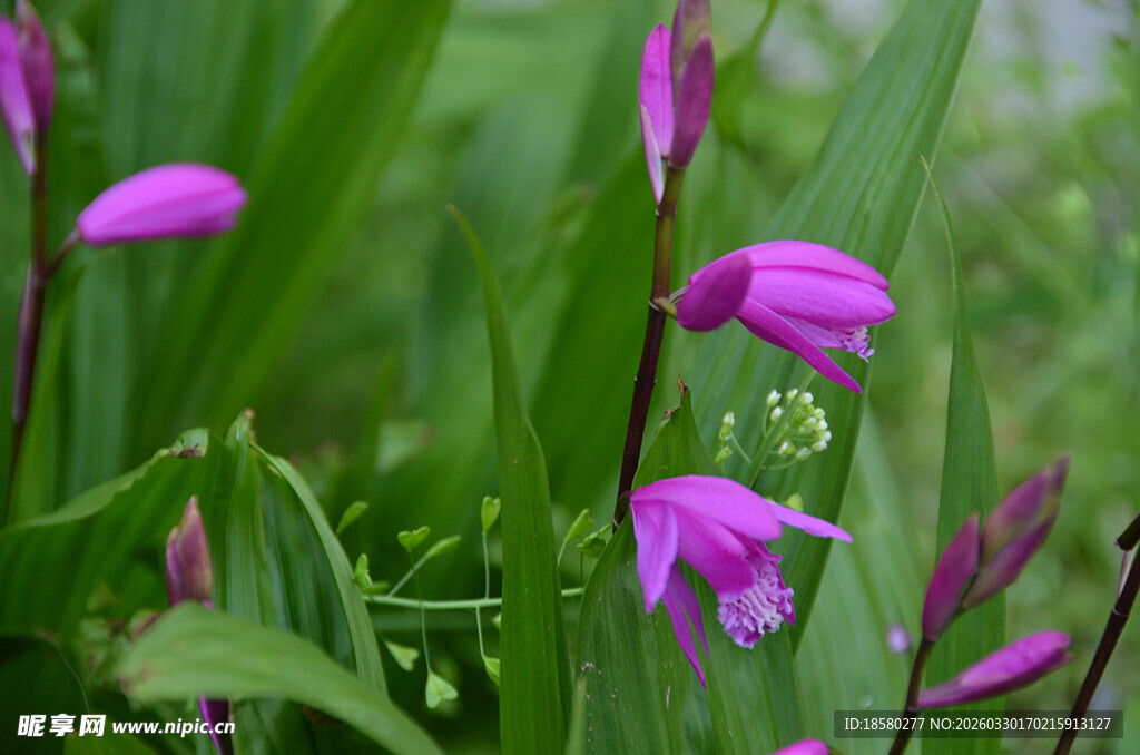 紫色白及兰草花绽放于绿叶间