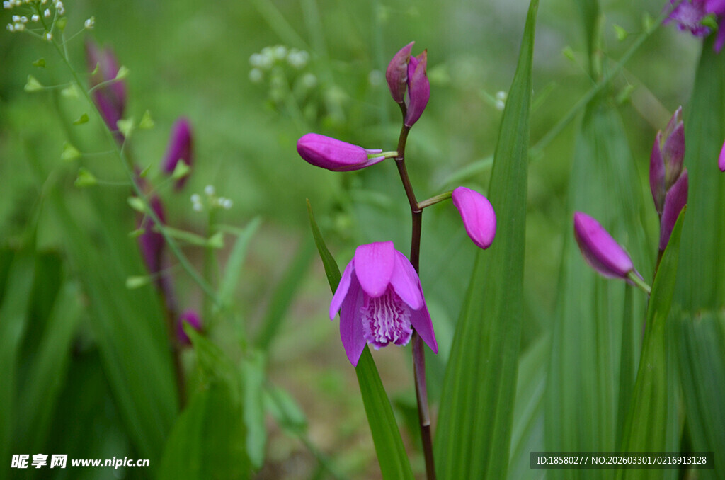 紫色白及独蒜兰绽放于草丛