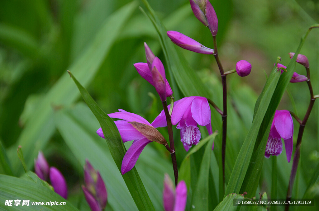 紫色白及野花绽放于绿叶间