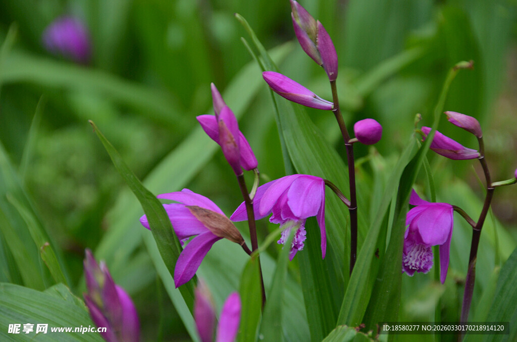 紫色绽放的美丽白及独蒜兰
