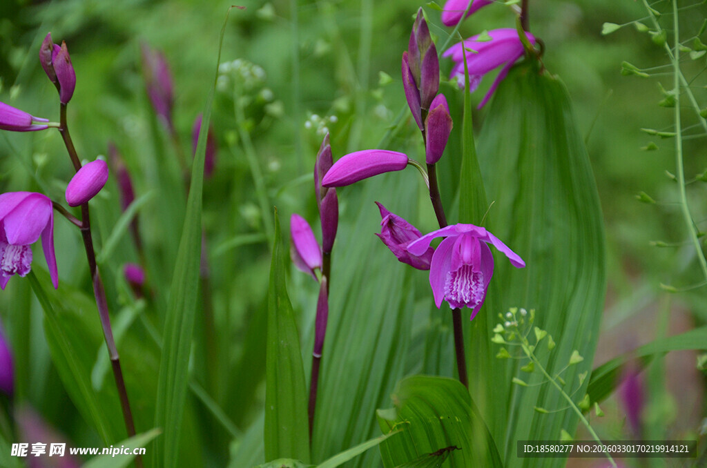 紫色白及鸢尾花绽放于绿野