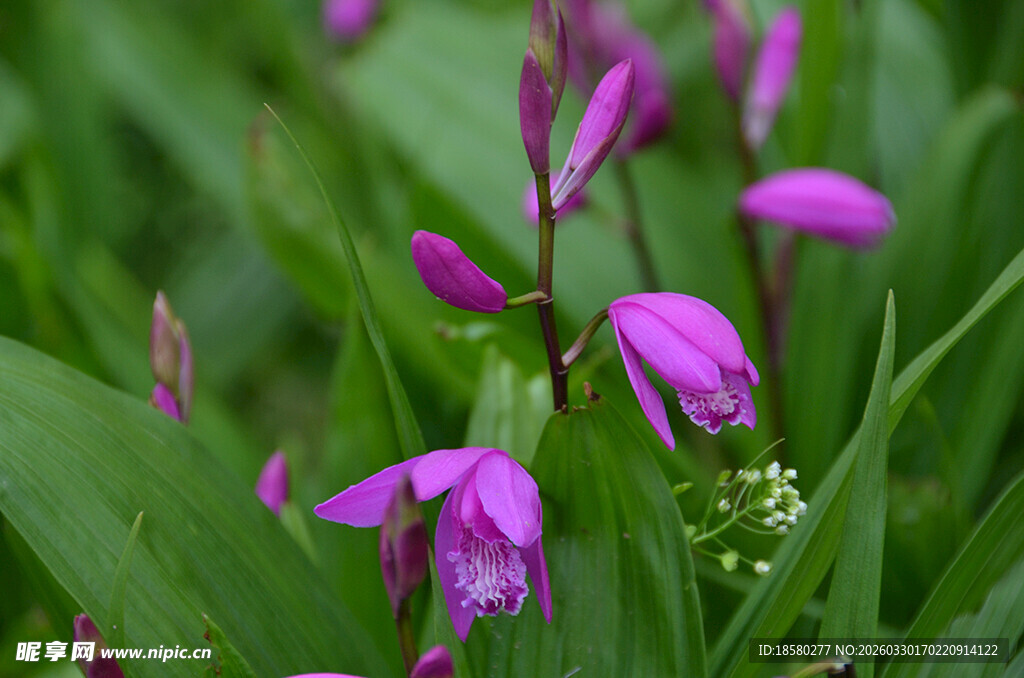紫色白及野花绽放于绿野间