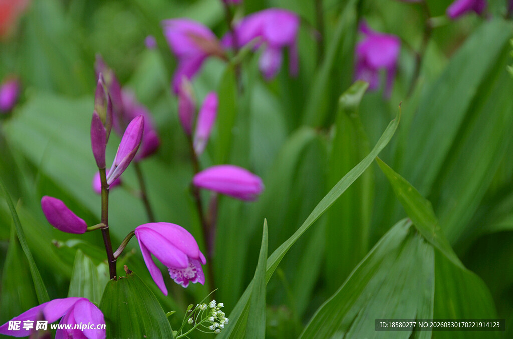 紫色白及兰花绽放于绿叶间