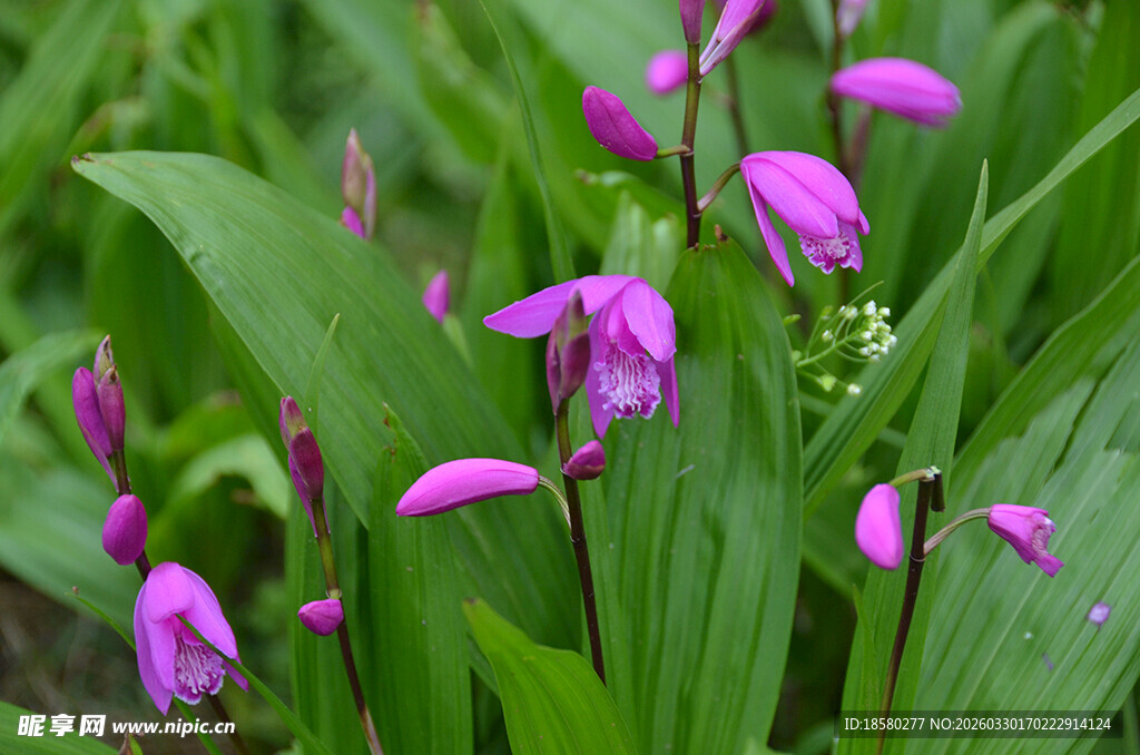 紫色白及兰花绽放于绿叶间