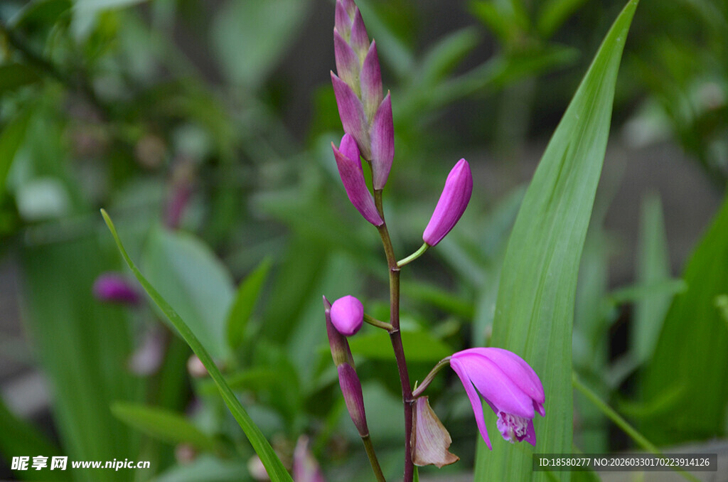 紫色绽放的娇俏白及
