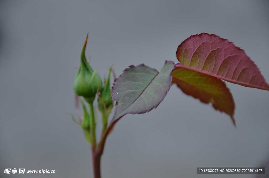 新生月季枝芽特写