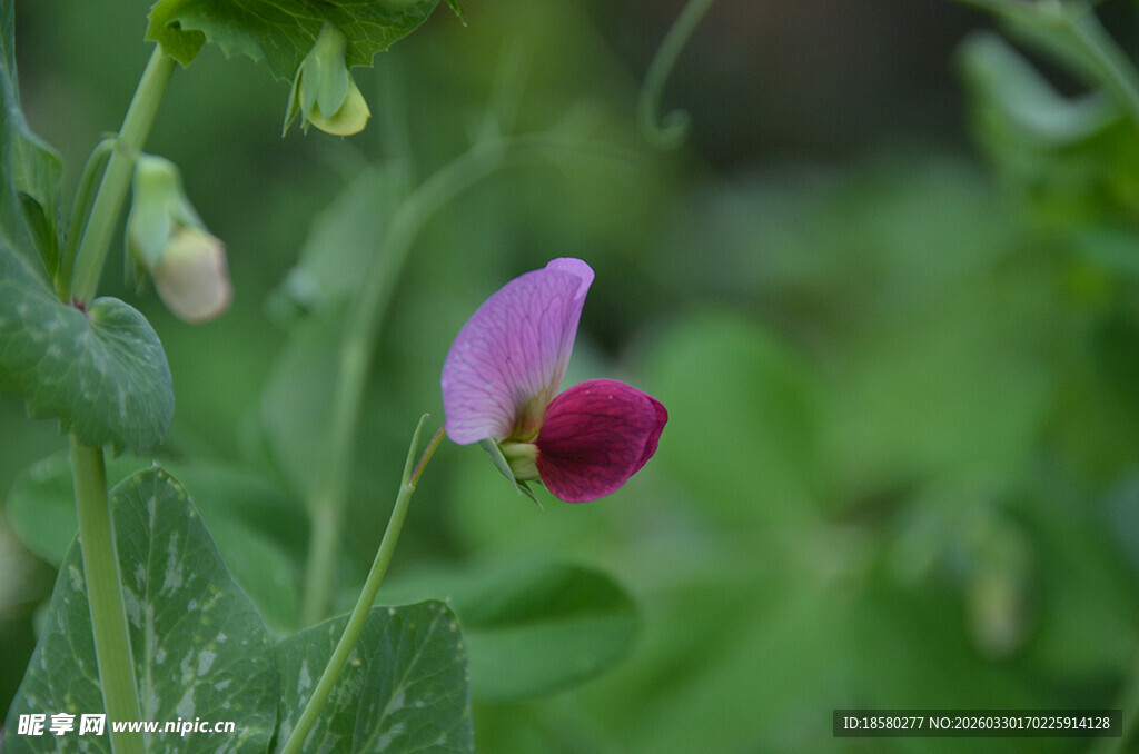 娇艳豌豆花绽放绿意间