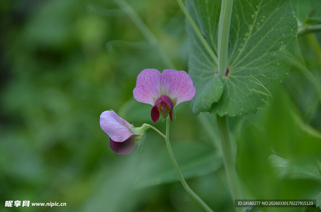 娇艳豌豆花绽放绿叶间