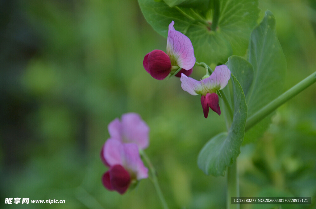 娇艳豌豆花绽放绿意间