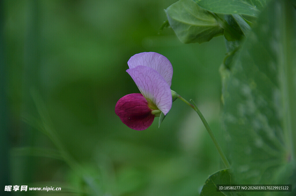 紫色豌豆花特写