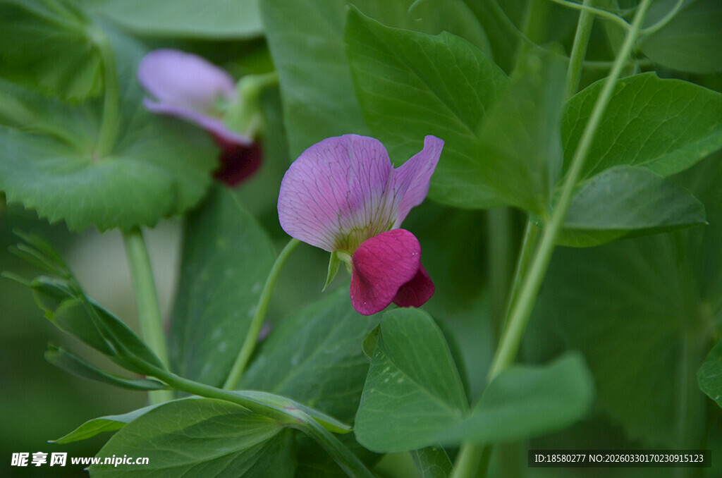 娇艳豌豆花绽放绿叶间