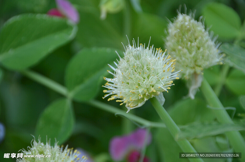 白色葱花植物特写