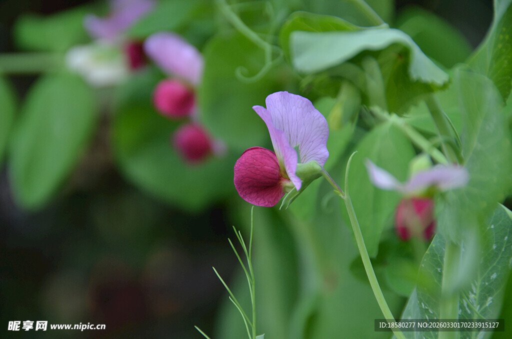 紫色豌豆花与果实特写