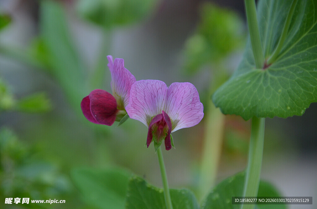 娇艳豌豆花