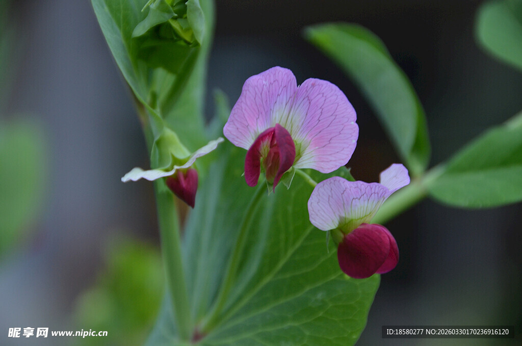 娇艳豌豆花绽放