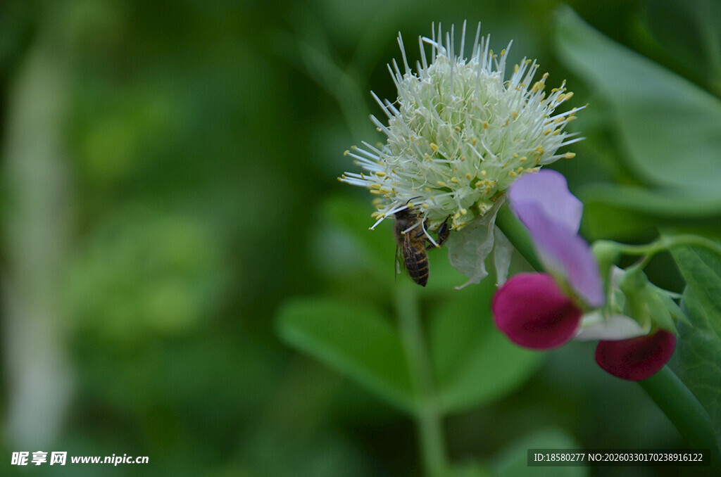 白色小花旁的蜜蜂与豌豆花