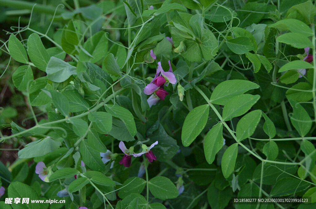 绿叶间的娇艳豌豆花紫花