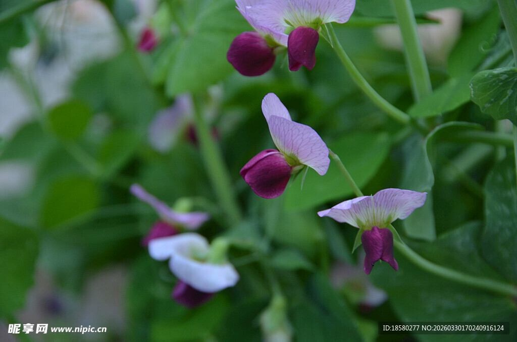 紫白相间的豌豆花