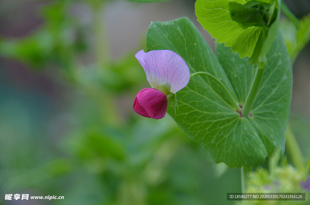 粉色豌豆花绽放
