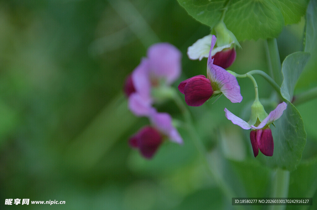 紫色豌豆花绽放