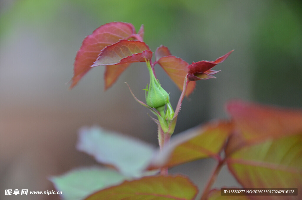 新生玫瑰枝叶特写