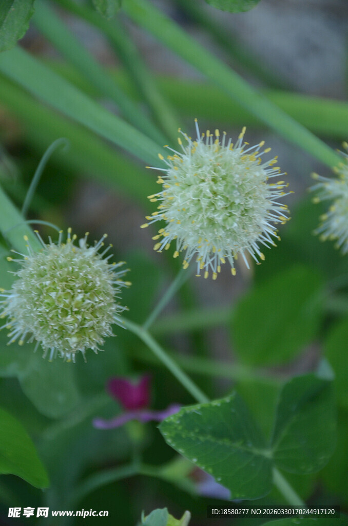 球状葱花白花植物特写